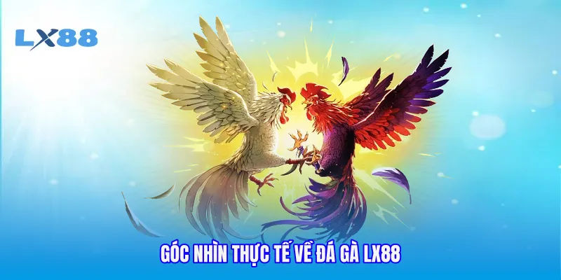 Góc nhìn thực tế về đá gà LX88